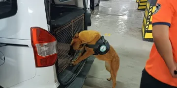 Bomba arama köpeği göreve hazır