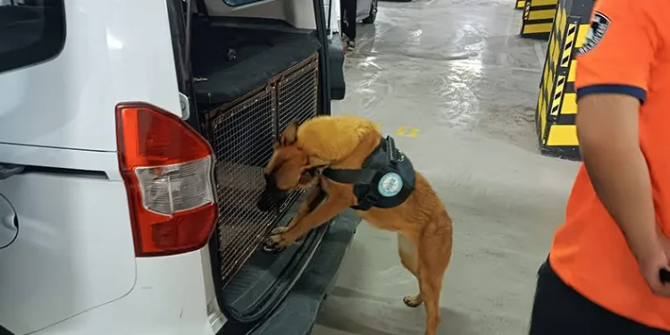 Bomba arama köpeği göreve hazır