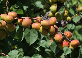 Mersin’de açık alanda kayısı hasadı başladı