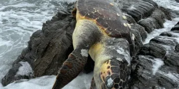 Erdek’te Caretta Caretta kıyıya vurdu