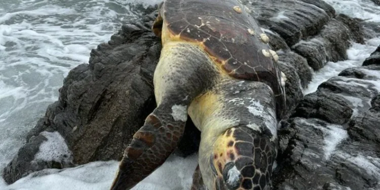 Erdek’te Caretta Caretta kıyıya vurdu