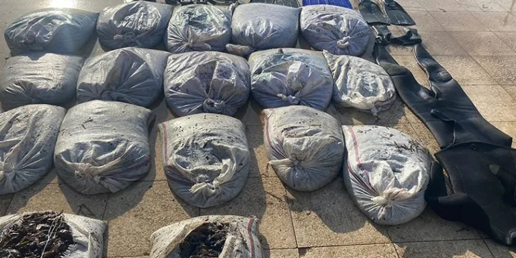 Sahil Güvenlik’ten deniz patlıcanı operasyonu