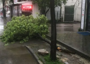 Bursa’da ağaca Yıldırım düştü