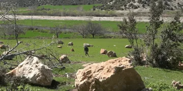 Küçükçekmece Menekşe Deresi kahverengine büründü