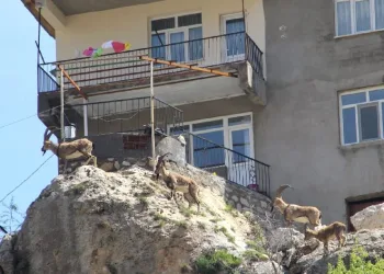Ay’a iniş sırasında uzay aracıyla bağlantısı kesildi