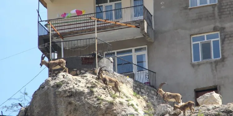 Ay’a iniş sırasında uzay aracıyla bağlantısı kesildi
