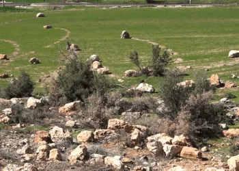 Elazığ’da ‘Deprem Şehitleri Hatıra Ormanı’ oluşturuldu