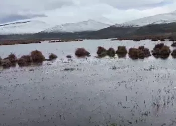Çıldır Gölü sazlık alandaki su seviyesi arttı