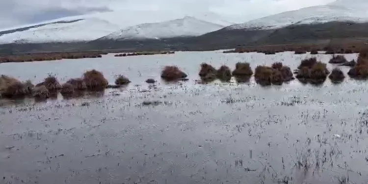 Çıldır Gölü sazlık alandaki su seviyesi arttı