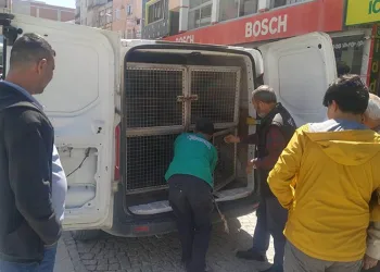 Sokak köpekleri belediye çalışanına saldırdı