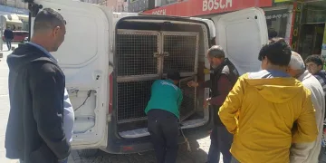 Sokak köpekleri belediye çalışanına saldırdı