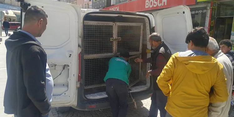 Sokak köpekleri belediye çalışanına saldırdı