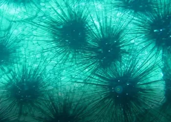Zehirli deniz kestanesi popülasyonunda toplu ölüm