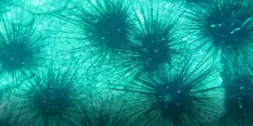 Zehirli deniz kestanesi popülasyonunda toplu ölüm