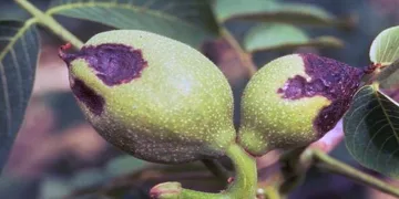 Cevizlerde Antranknoz hastalığı uyarısı