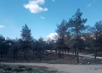 Kızılçam ormanlarında biyolojik mücadele