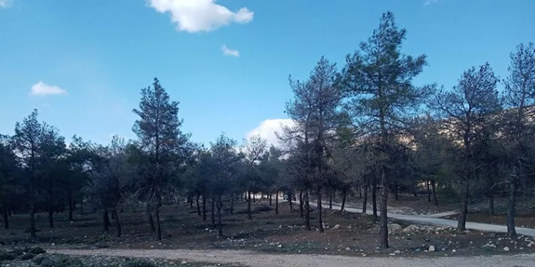 Kızılçam ormanlarında biyolojik mücadele
