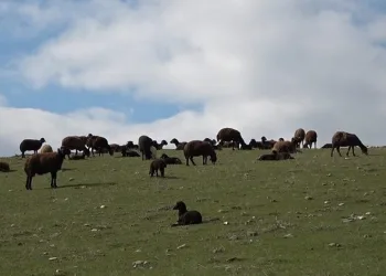 Karlar eridi, koyunlar tekrar meraya çıkarıldı
