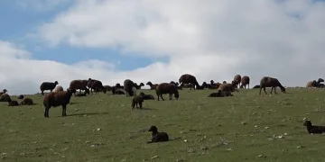 Karlar eridi, koyunlar tekrar meraya çıkarıldı