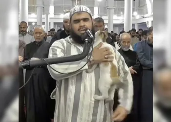 Teravih namazında imamın kedi şefkati