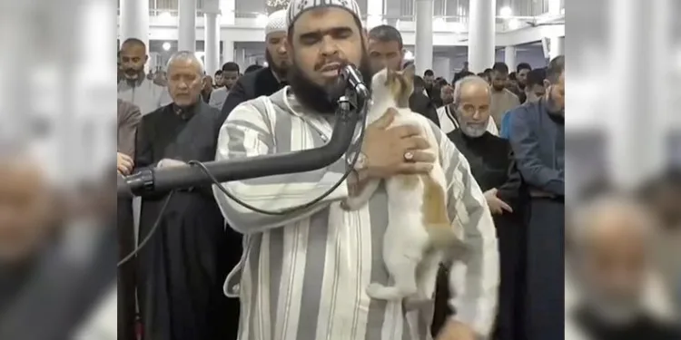 Teravih namazında imamın kedi şefkati