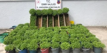 Saksı ve arı kovanlarına uyuşturucu madde ekti