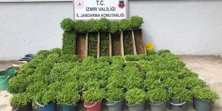Saksı ve arı kovanlarına uyuşturucu madde ekti