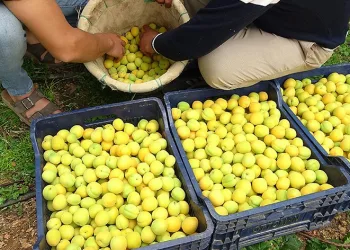 Örtü altı kayısı hasadı yapıldı