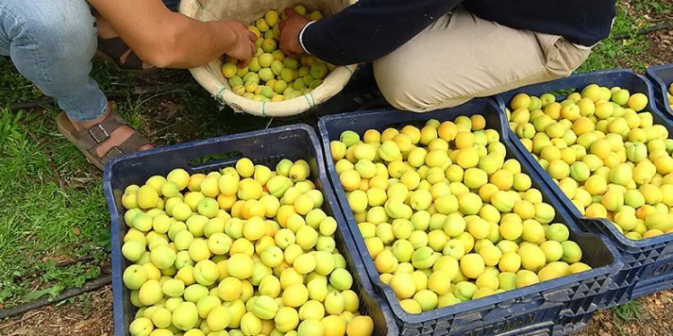 Örtü altı kayısı hasadı yapıldı