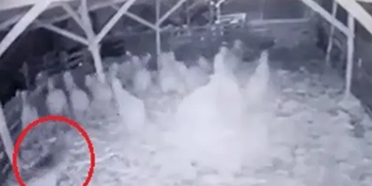 Ahıra giren kurt, koyunlara saldırdı