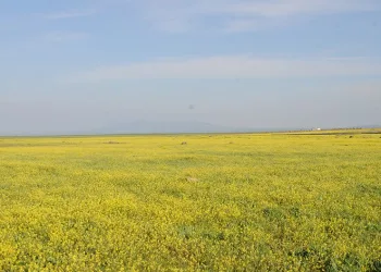 Doğa renk cümbüşüne döndü