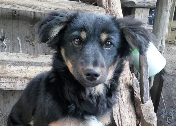 Kayıp köpeğini bulana ödül verecek