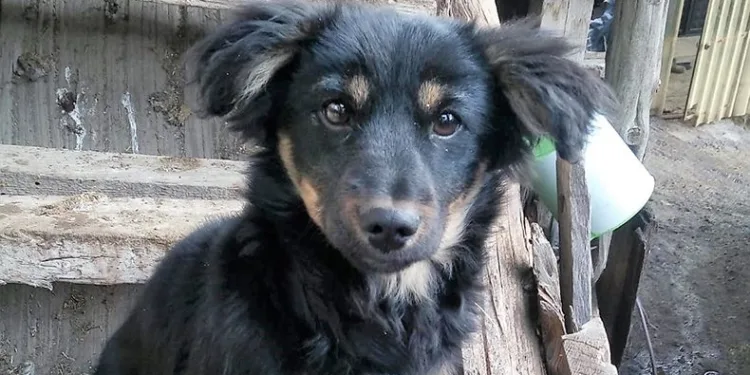 Kayıp köpeğini bulana ödül verecek