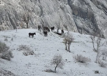 Kar yağışı hayvanları ve bitkileri olumsuz etkiledi