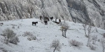 Kar yağışı hayvanları ve bitkileri olumsuz etkiledi