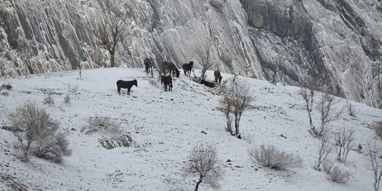 Kar yağışı hayvanları ve bitkileri olumsuz etkiledi
