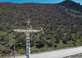 Leylekler, Leylek Oteli’ne ulaştı