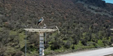 Leylekler, Leylek Oteli’ne ulaştı