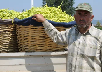 Meşhur Bursa Biberi ekimi