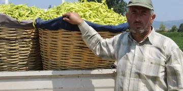 Meşhur Bursa Biberi ekimi