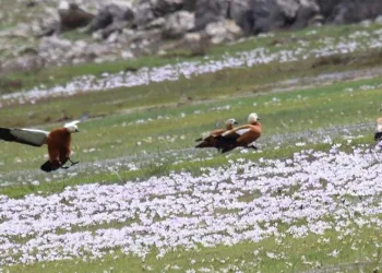 Sadakatin simgesi olan ‘angut kuşları’