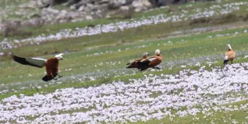 Sadakatin simgesi olan ‘angut kuşları’