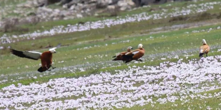 Sadakatin simgesi olan ‘angut kuşları’