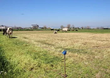 Teknoloji çobanları işsiz bırakıyor