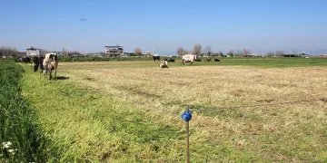 Teknoloji çobanları işsiz bırakıyor