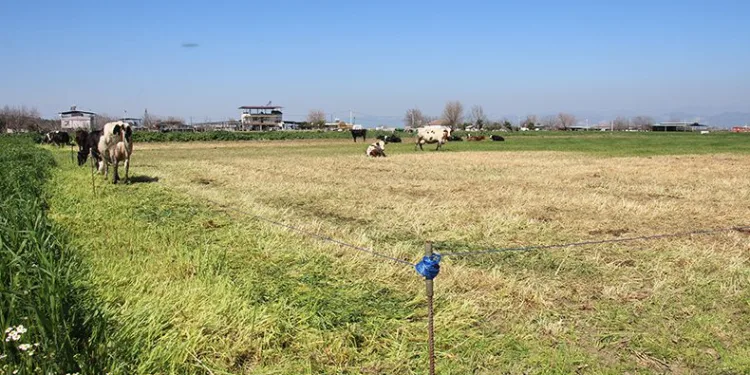 Teknoloji çobanları işsiz bırakıyor
