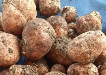 Kilosu 500 lirayı bulan ‘Keme’