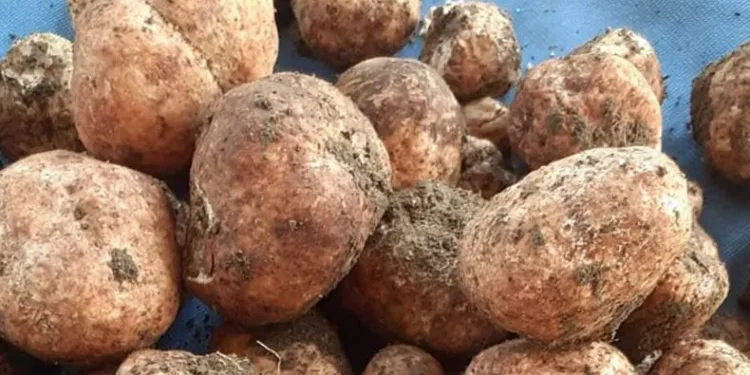 Kilosu 500 lirayı bulan ‘Keme’