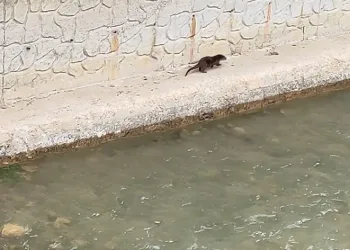 Su samuru Harşit Çayı’nda görüntülendi