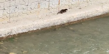 Su samuru Harşit Çayı’nda görüntülendi